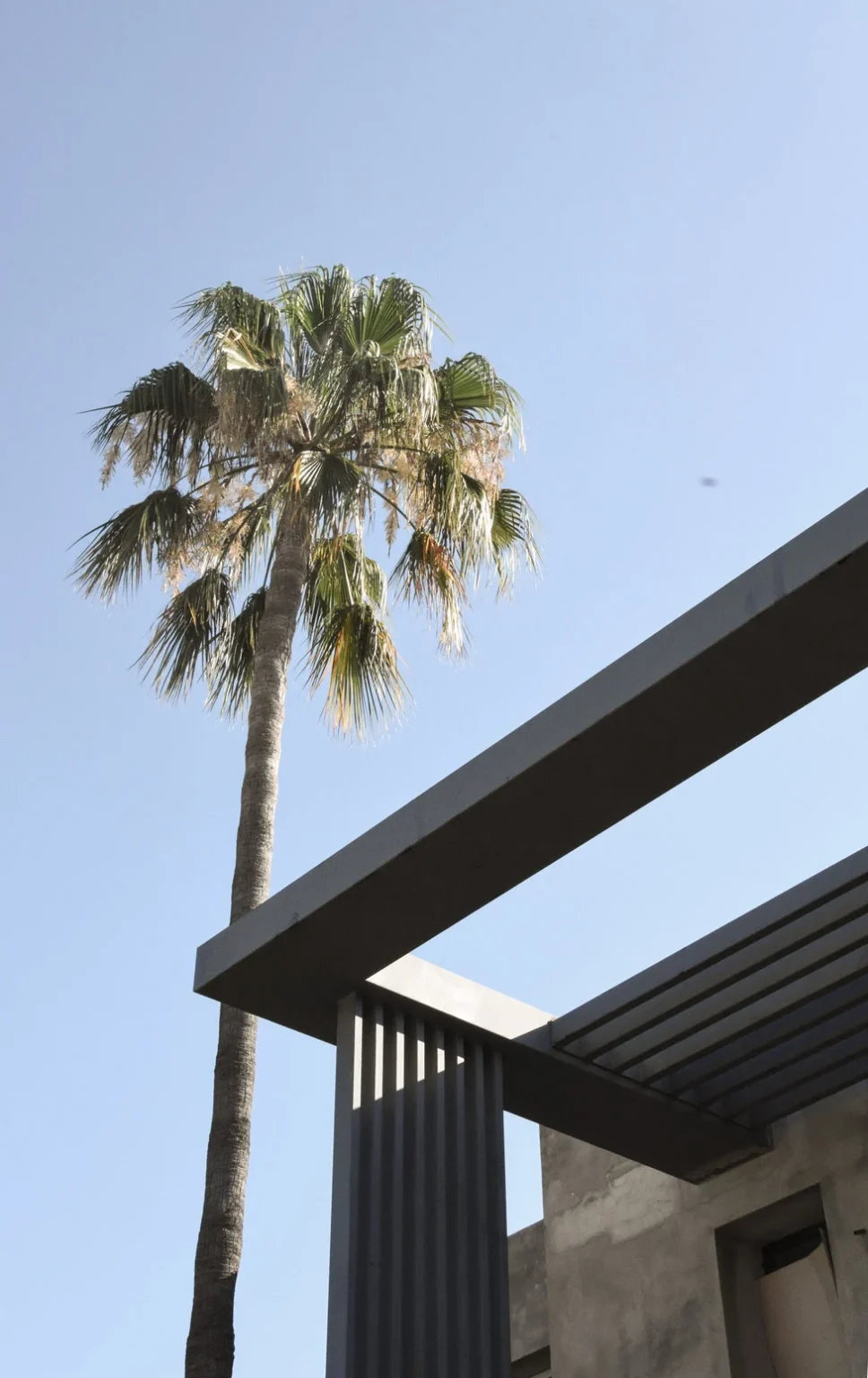 Palm tree beside a structure on site in Marbella — Archidom Lab
